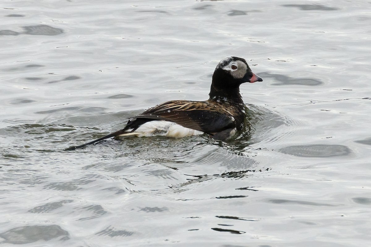 Long-tailed Duck - ML590495091