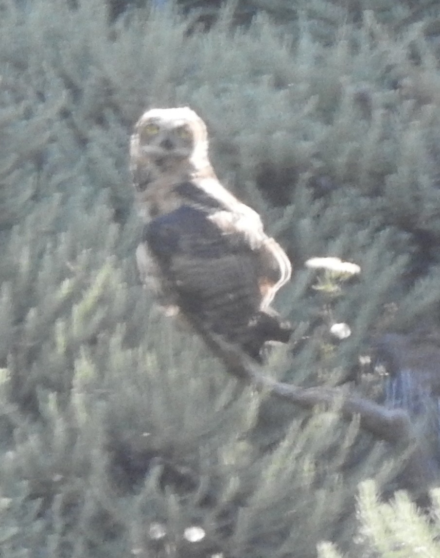 Great Horned Owl - ML590496161