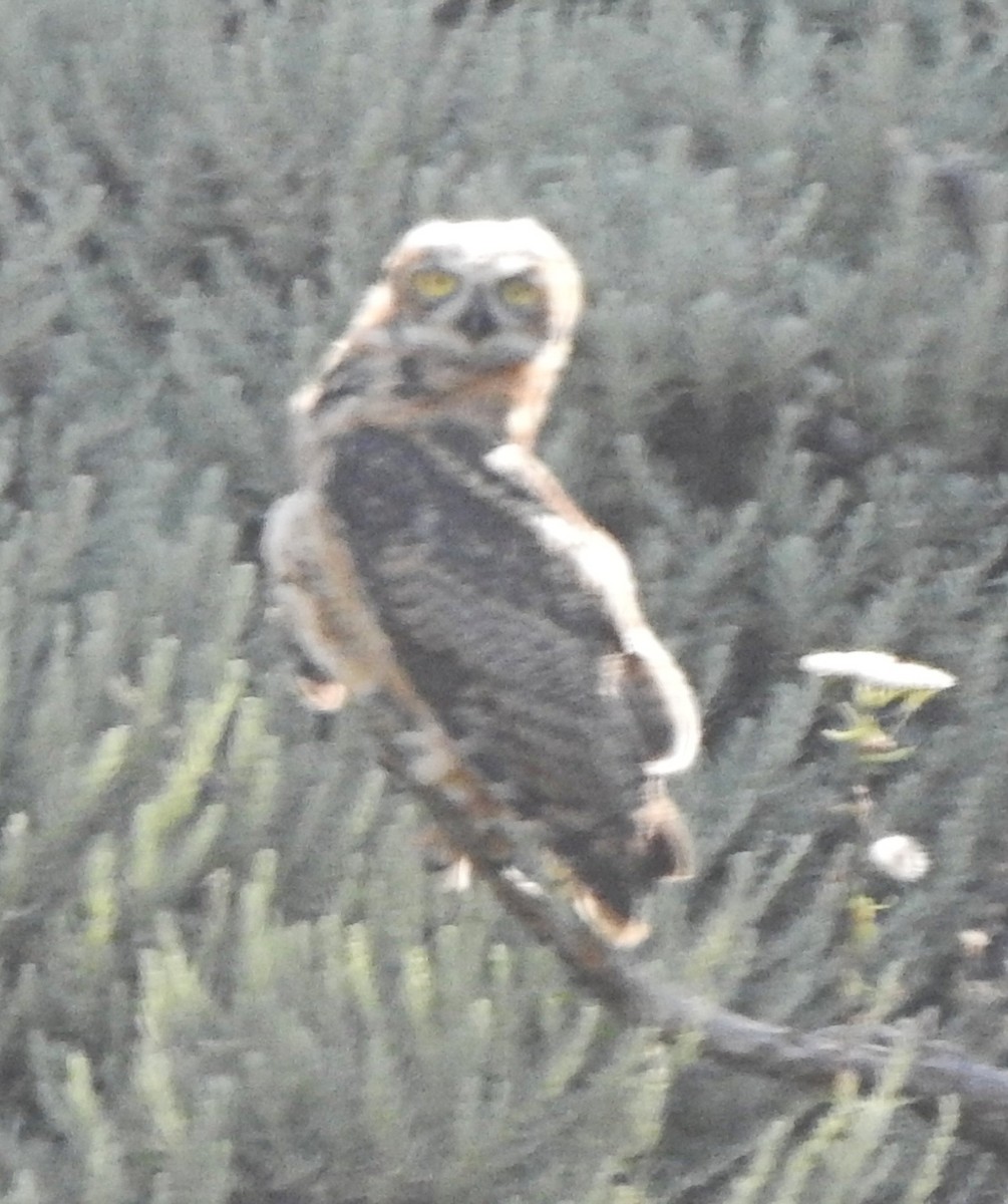 Great Horned Owl - ML590496171