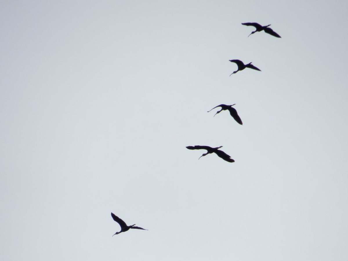 ibis tmavý - ML590499311