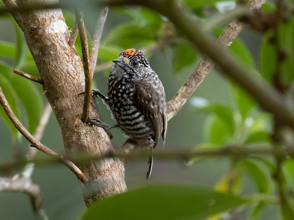 Speckle-chested Piculet - ML590501571