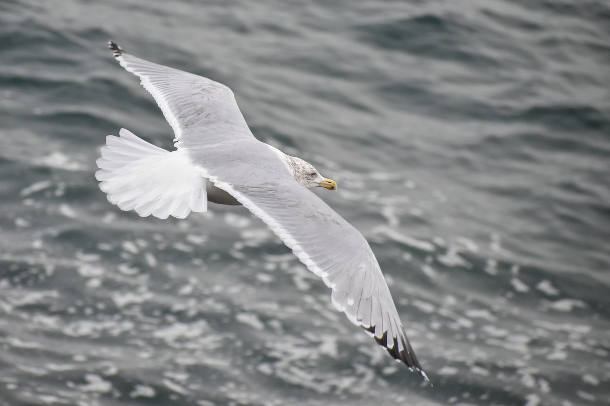 Herring Gull (American) - ML590501681
