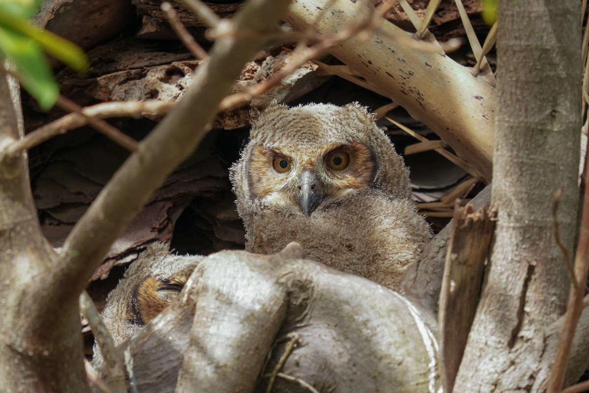 Great Horned Owl - ML590502441