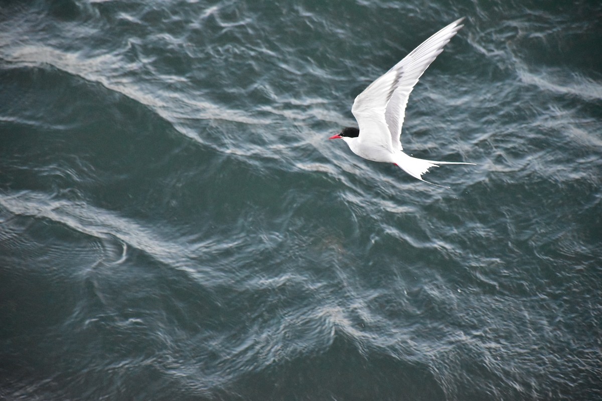 Arctic Tern - ML59050451
