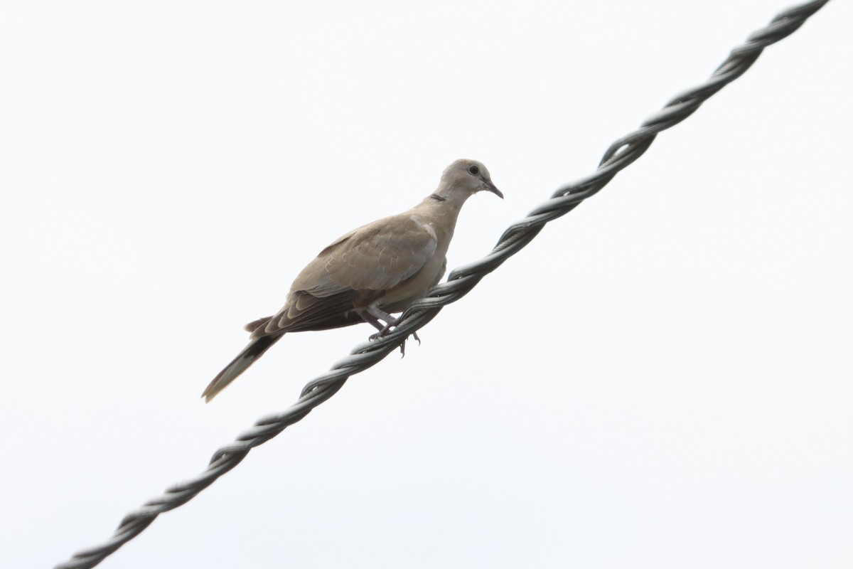 Eurasian Collared-Dove - ML590508361