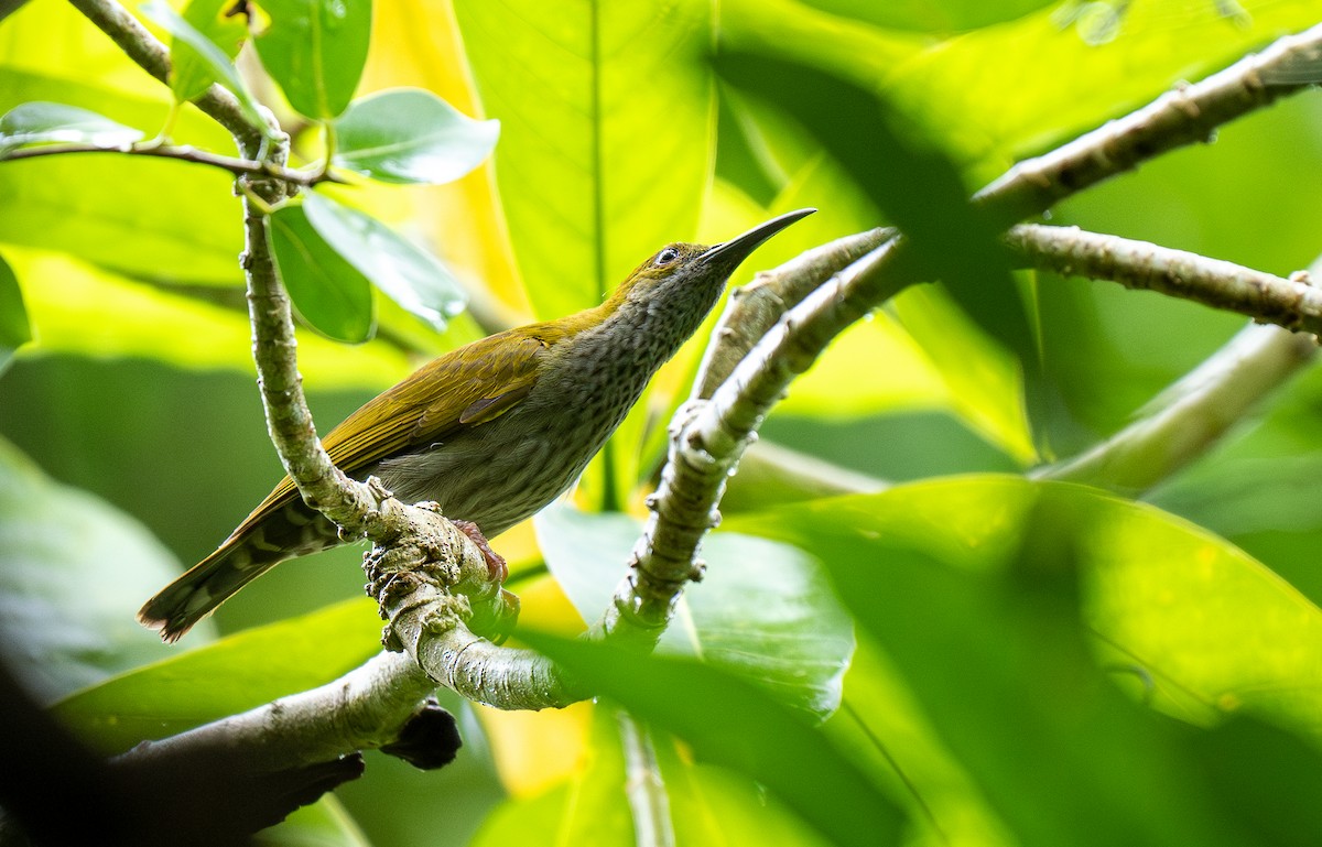 Streaky-breasted Spiderhunter - Forest Botial-Jarvis