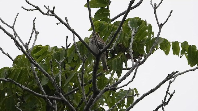Savannah Sparrow - ML590509161