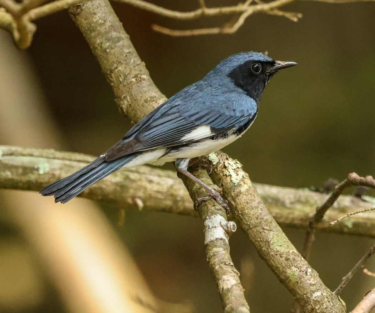 Black-throated Blue Warbler - ML590511461