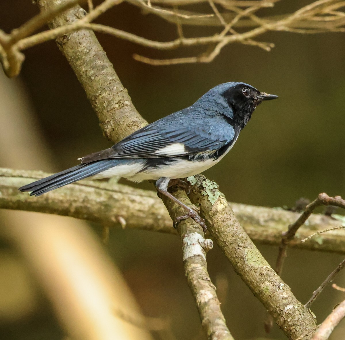 Black-throated Blue Warbler - ML590511661