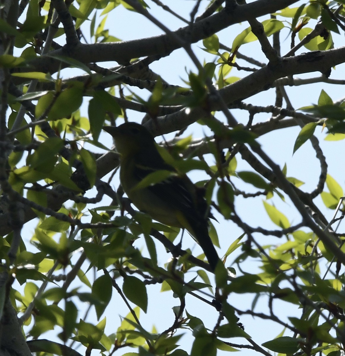Western Tanager - ML590519551
