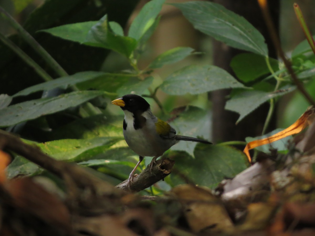 Golden-winged Sparrow - Johnnier Arango 🇨🇴 theandeanbirder.com