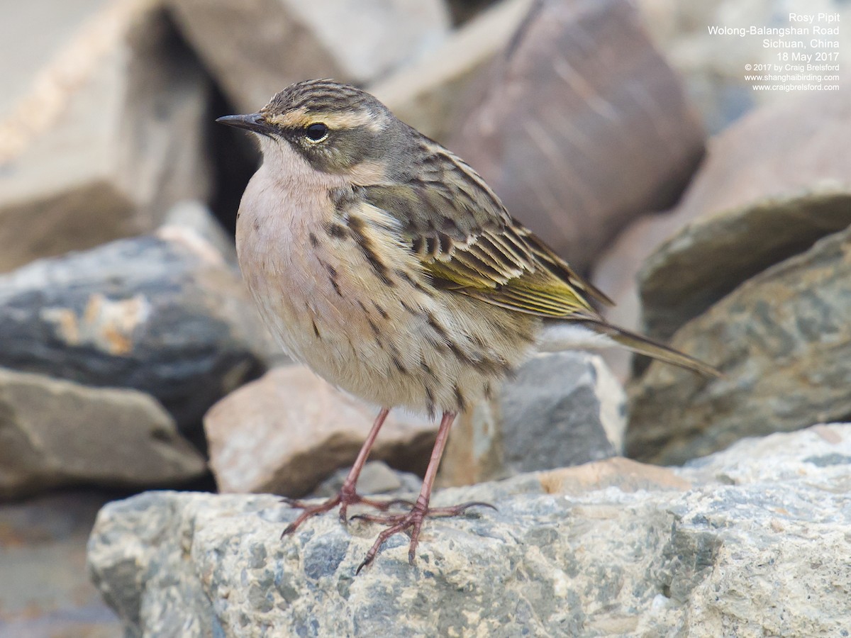 Rosy Pipit - ML59052381