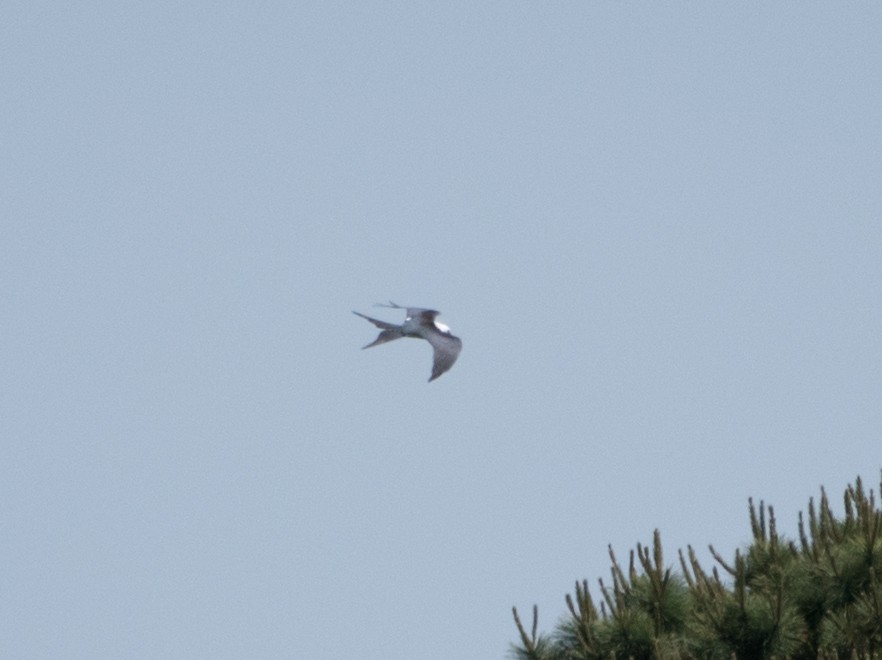 Swallow-tailed Kite - kyle chelius