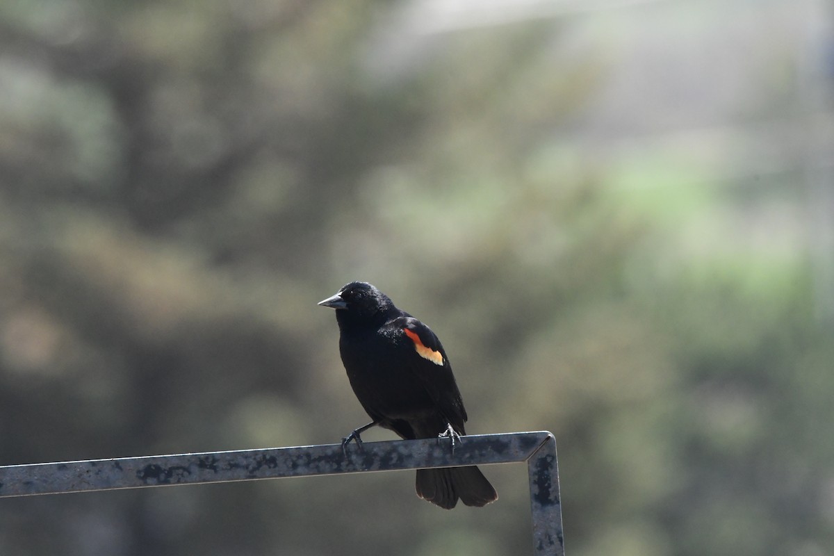 Red-winged Blackbird - Michaela Figari