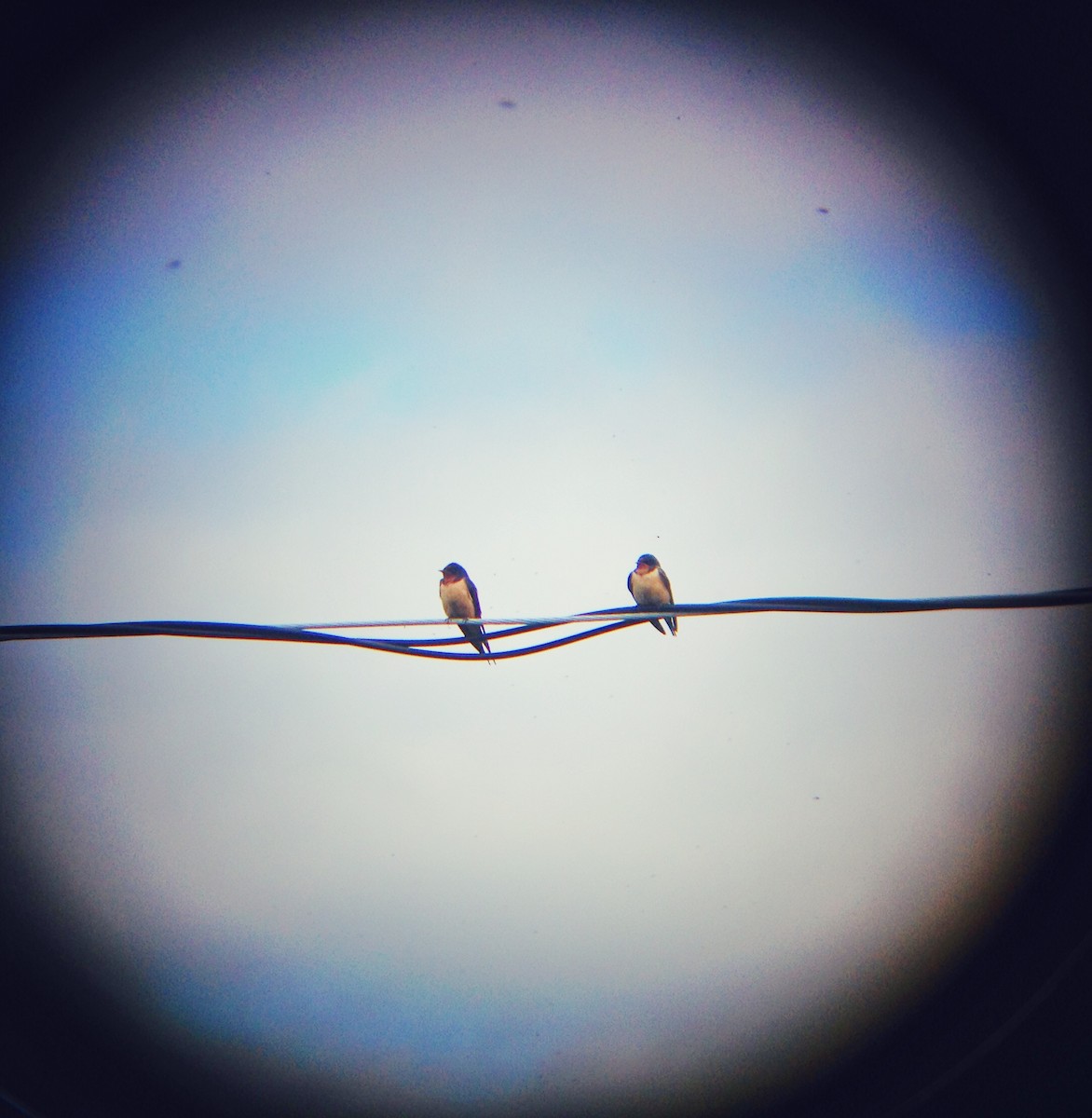 Barn Swallow - emily gorda