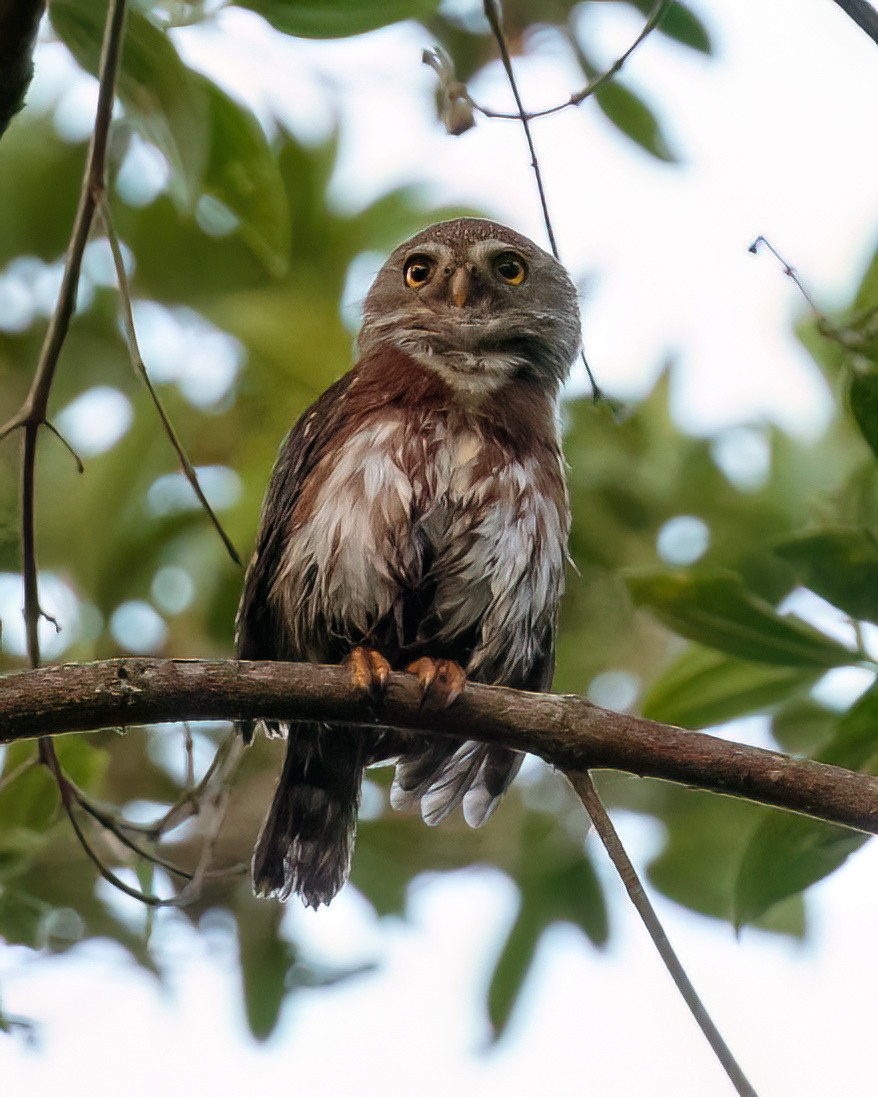 Least Pygmy-Owl - ML590529131