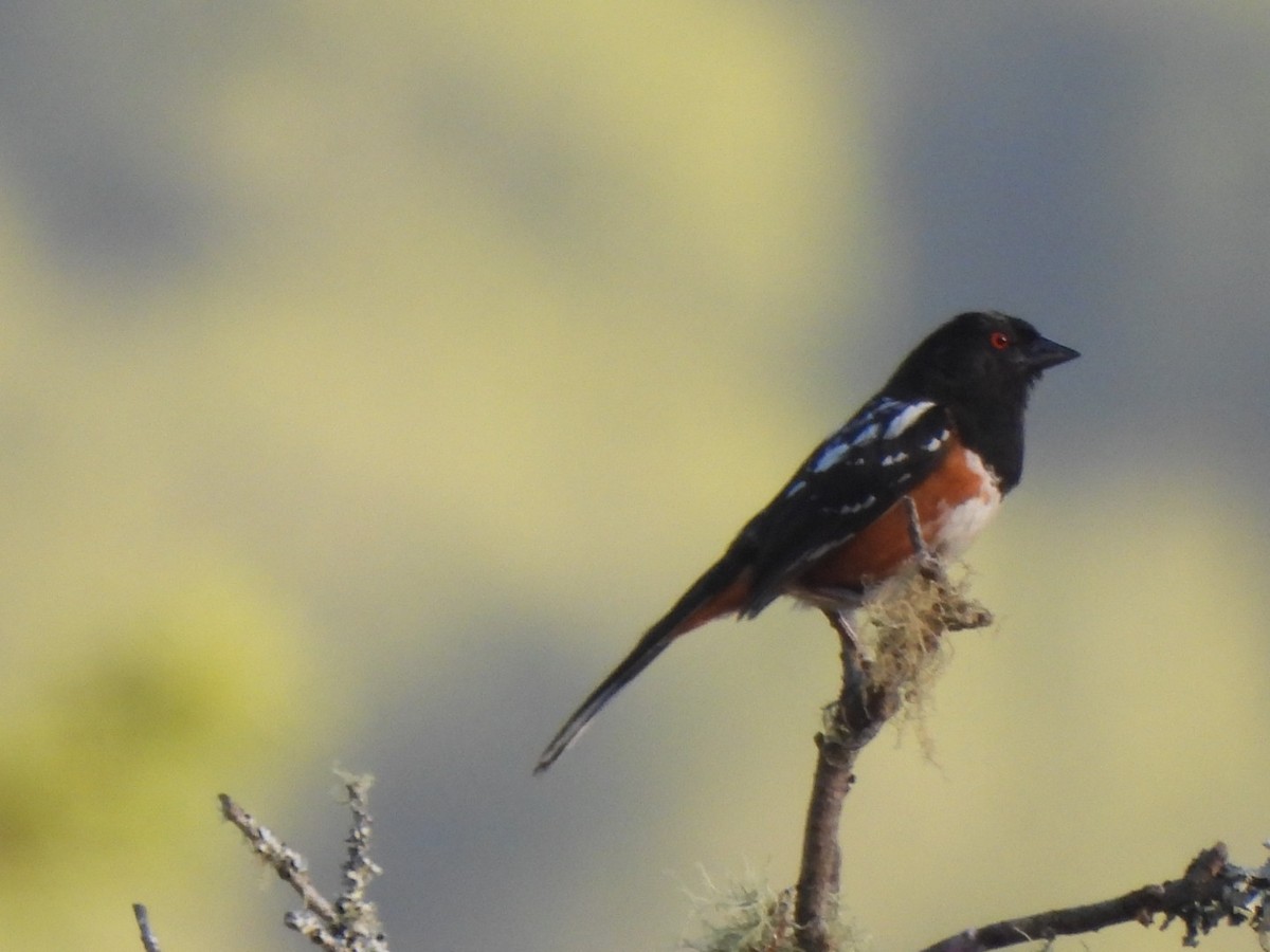 Spotted Towhee - ML590530271