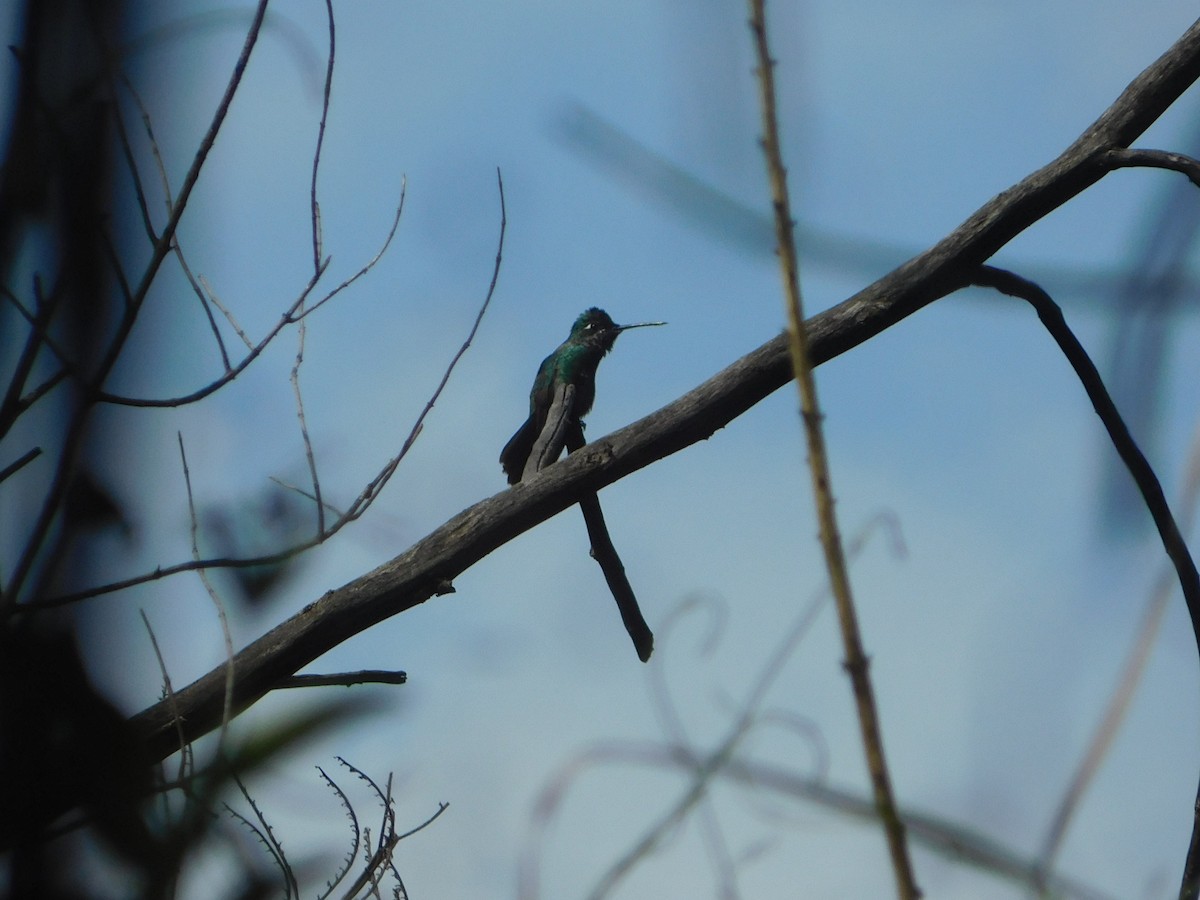 Rivoli's Hummingbird - ML590530881