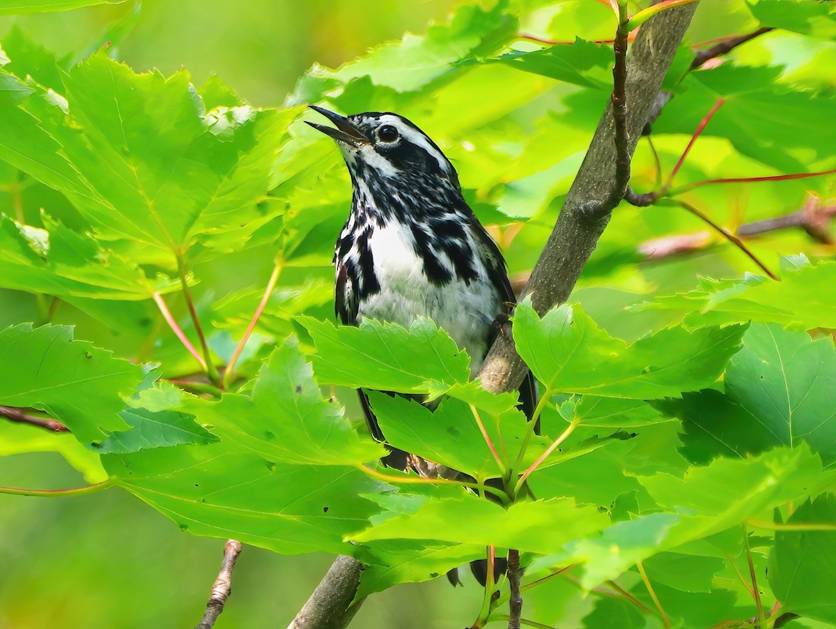 Black-and-white Warbler - ML590531651
