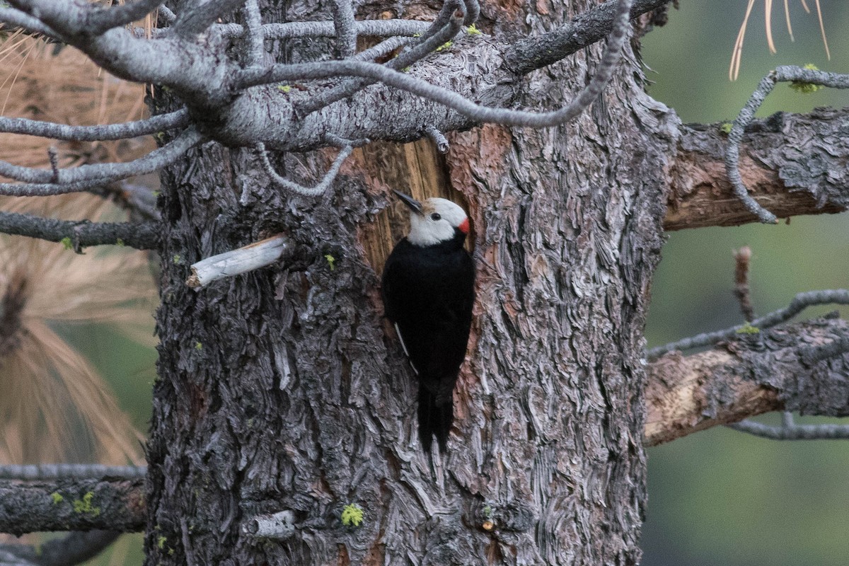 White-headed Woodpecker - ML590536191