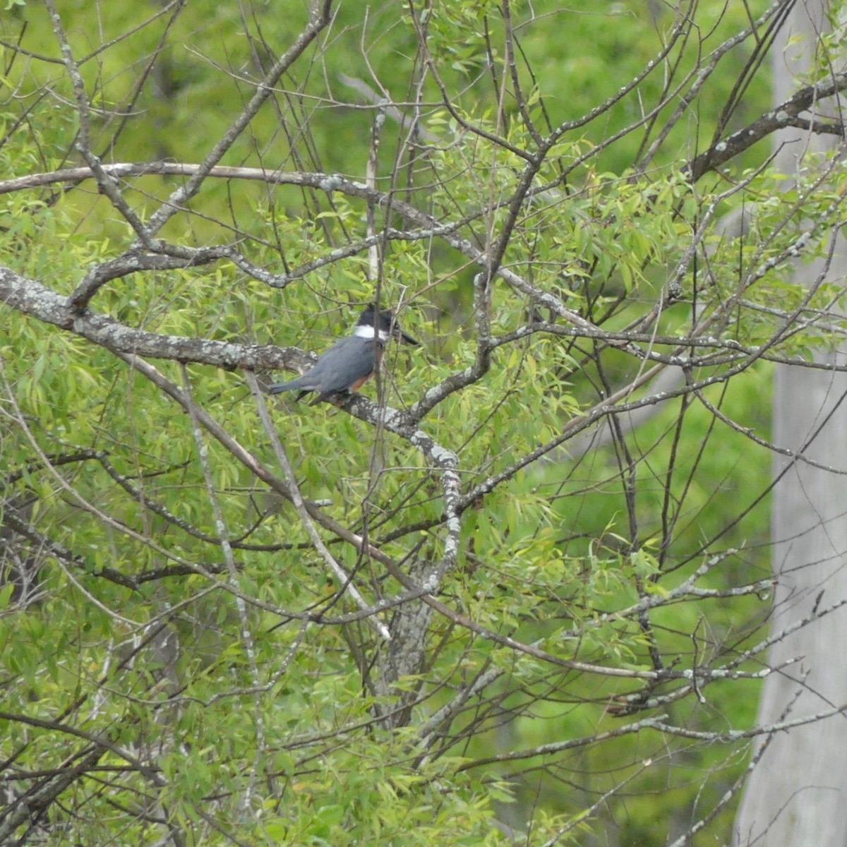 Belted Kingfisher - ML59053791