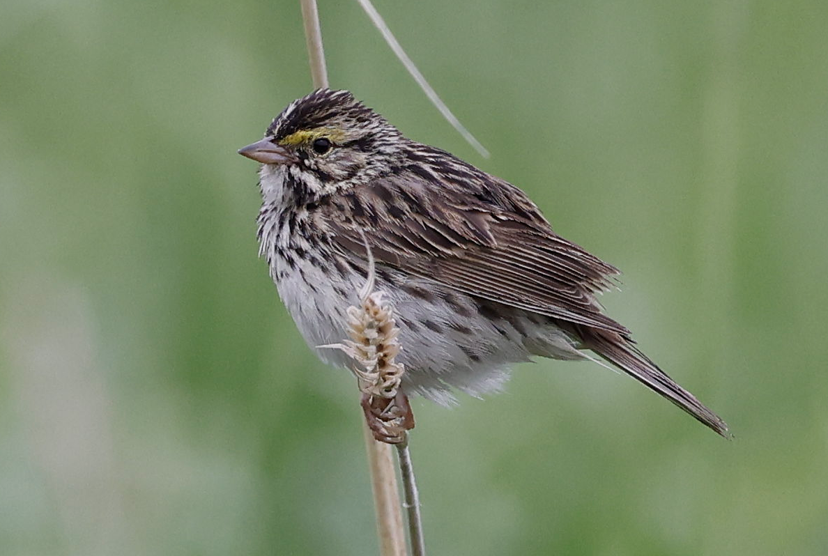 Savannah Sparrow - ML590539851