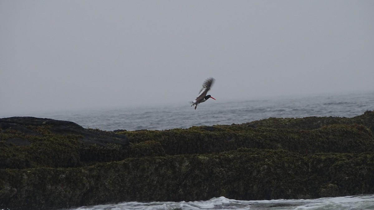 American Oystercatcher - Amy Simmons