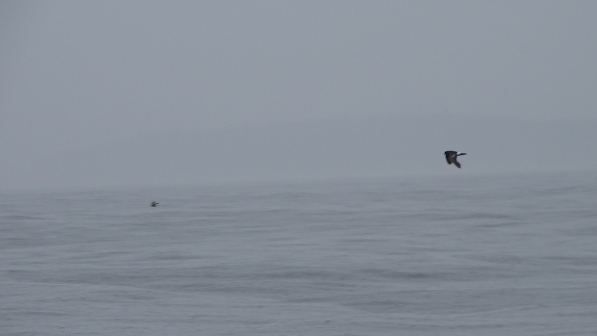 黃蹼洋海燕 - ML590543521