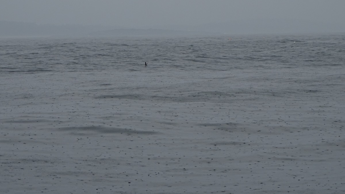 黃蹼洋海燕 - ML590543531