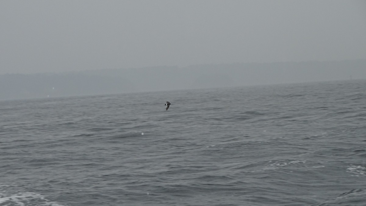 黃蹼洋海燕 - ML590543541