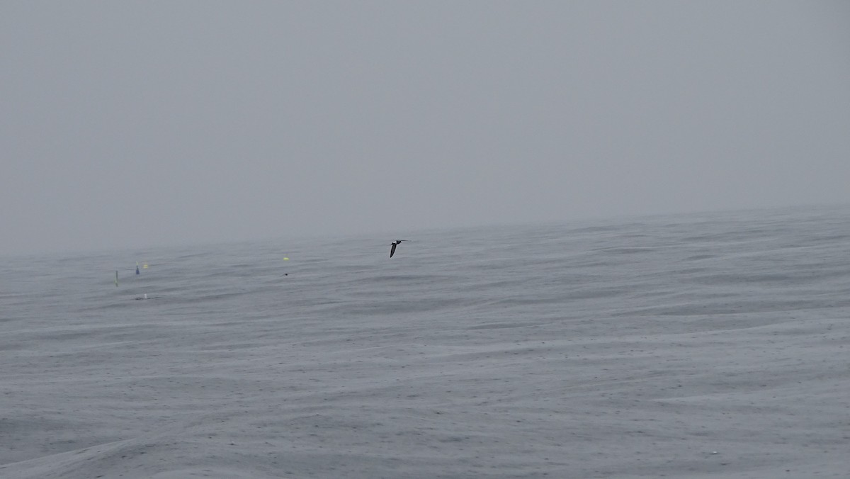 黃蹼洋海燕 - ML590543581