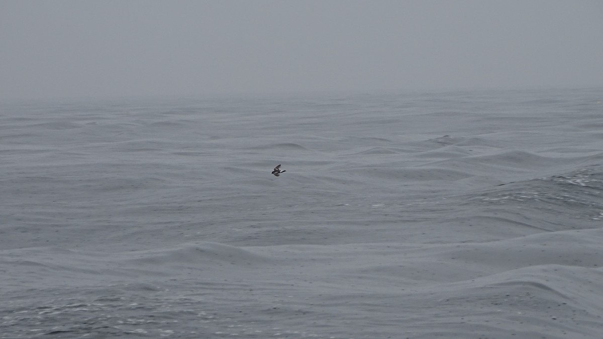 黃蹼洋海燕 - ML590543591