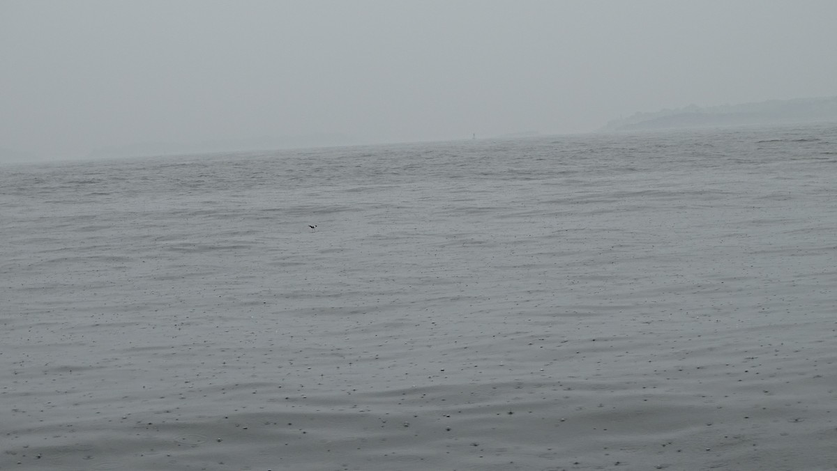 黃蹼洋海燕 - ML590543601