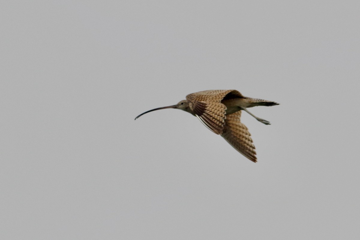 Long-billed Curlew - ML590544981