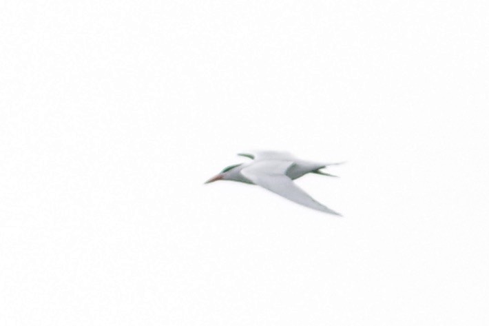 裏海燕鷗 - ML590545141