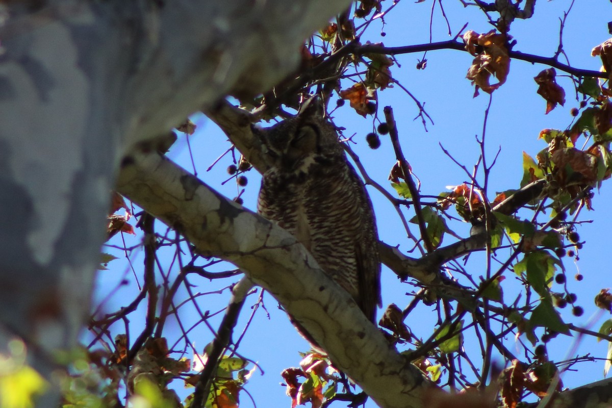 Great Horned Owl - ML590549111
