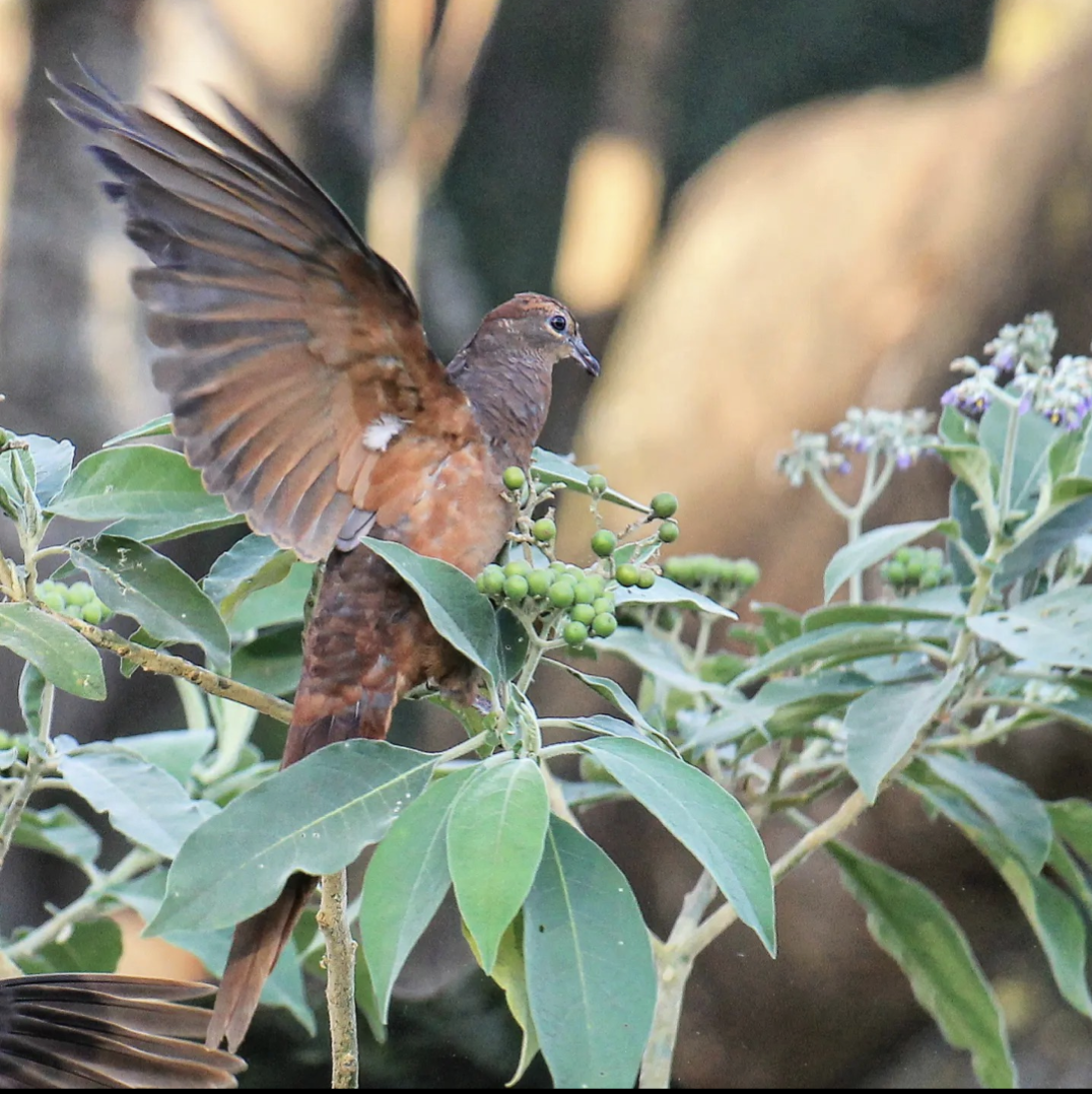 Brown Cuckoo-Dove - ML590550051