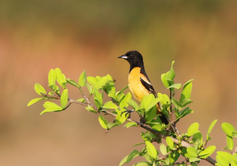 Orchard Oriole (Fuertes's) - Amy McAndrews