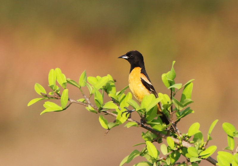 A Serendipitous Orchard Oriole Extravaganza