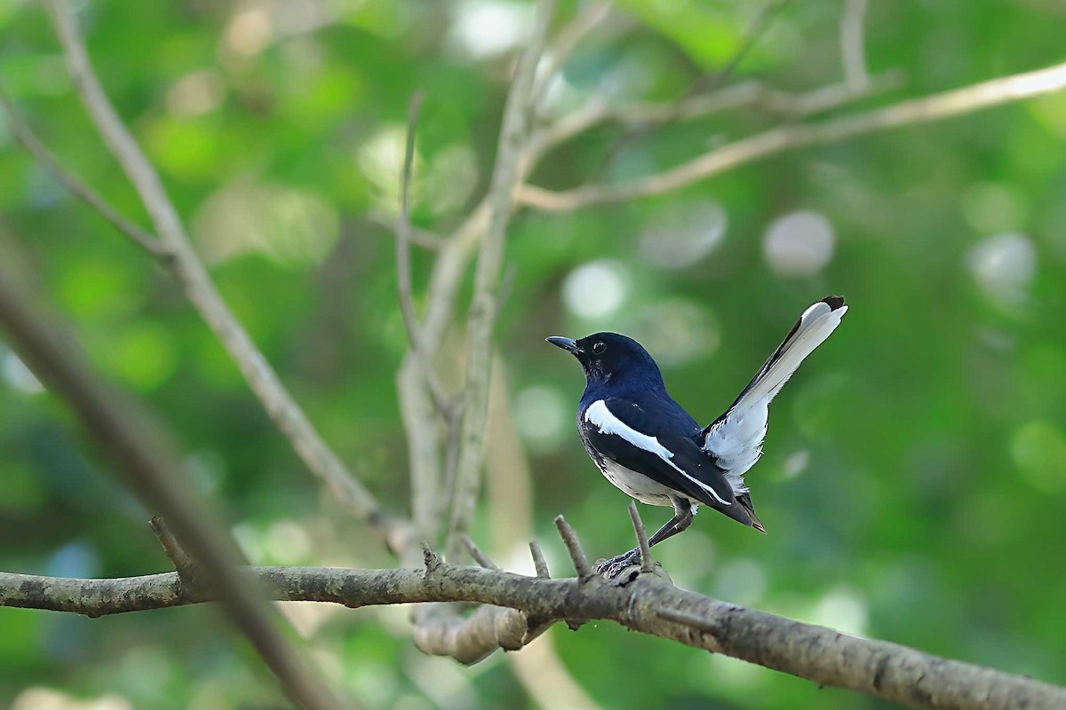 Oriental Magpie-Robin - tukung lin