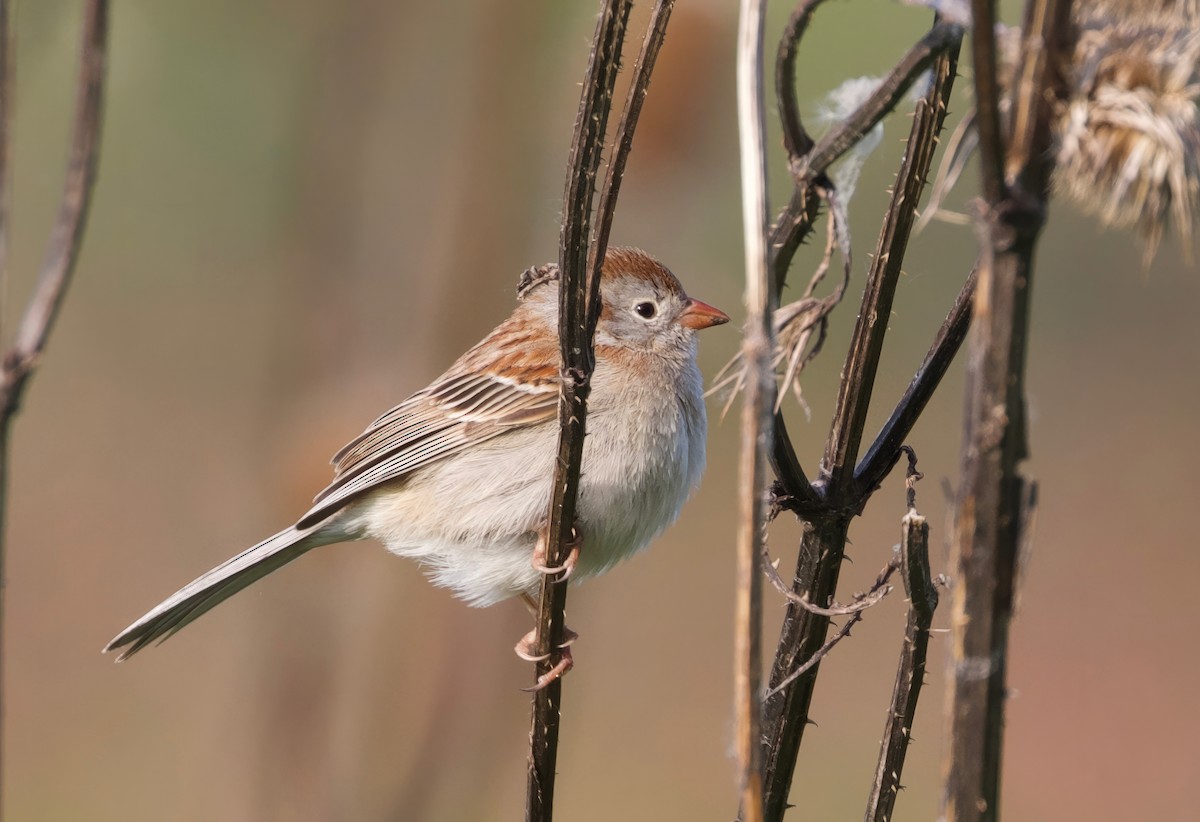 Field Sparrow - ML590553191