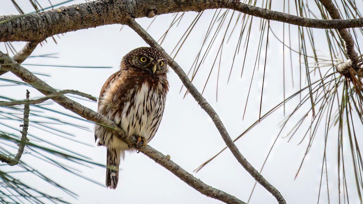 Northern Pygmy-Owl - Jim Gain