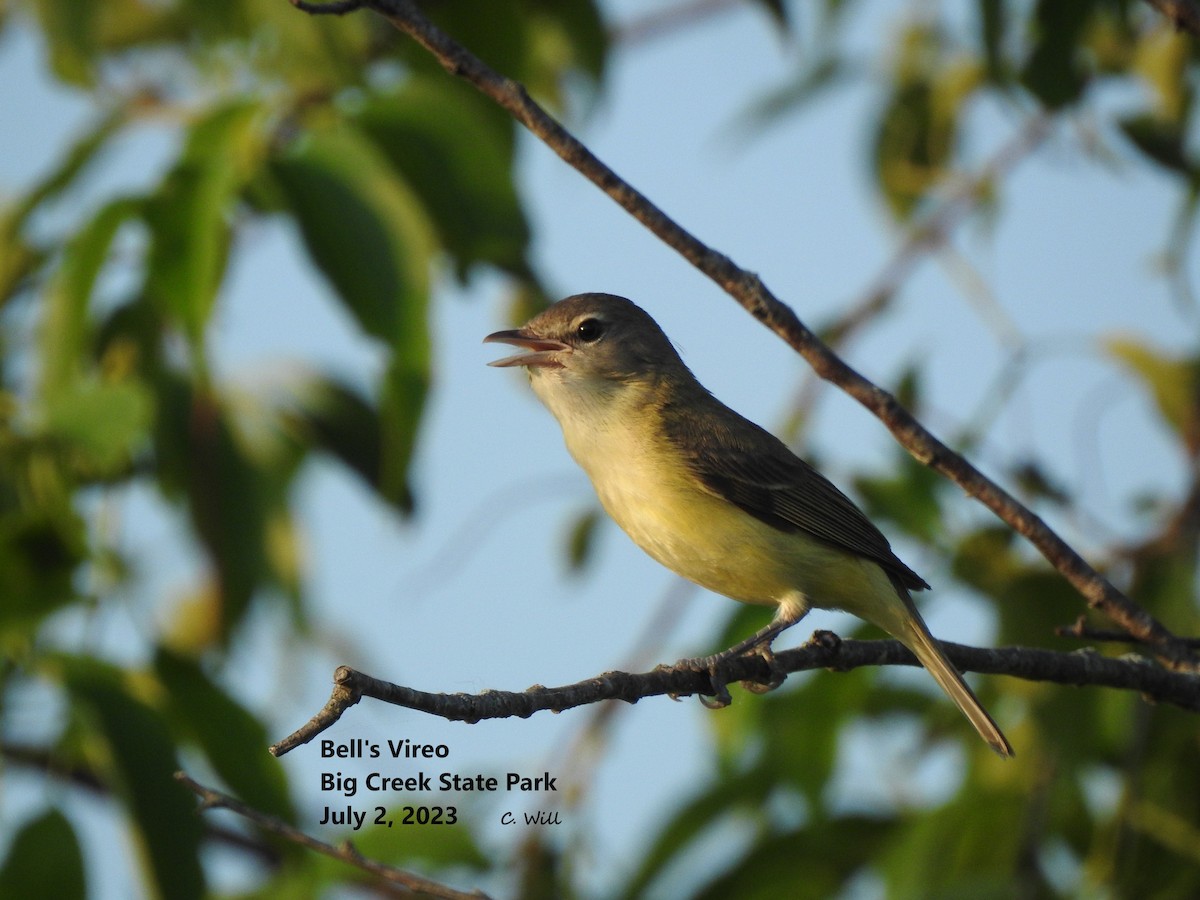 Bell's Vireo (Eastern) - Clayton Will