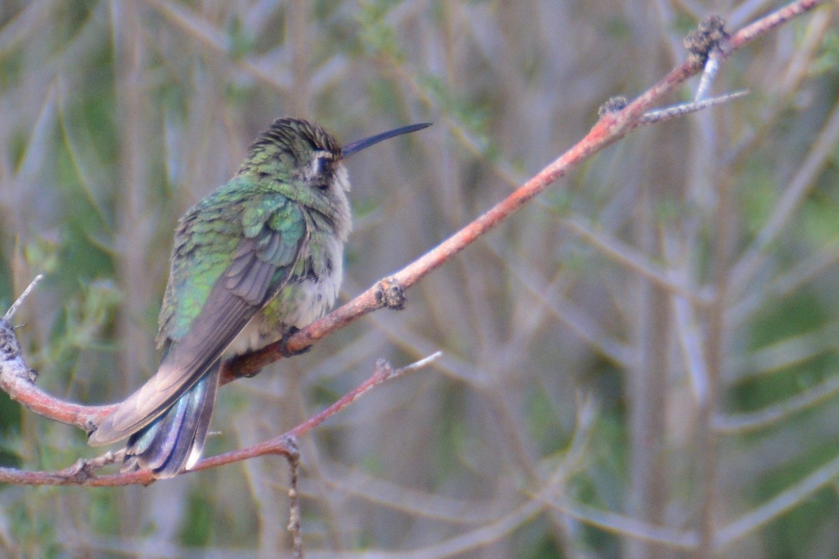Broad-billed Hummingbird - ML59056071