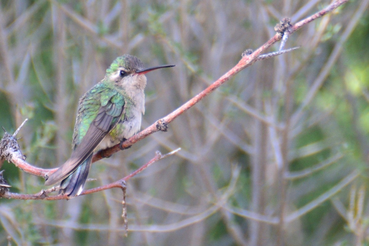 Broad-billed Hummingbird - Ben  Lucking