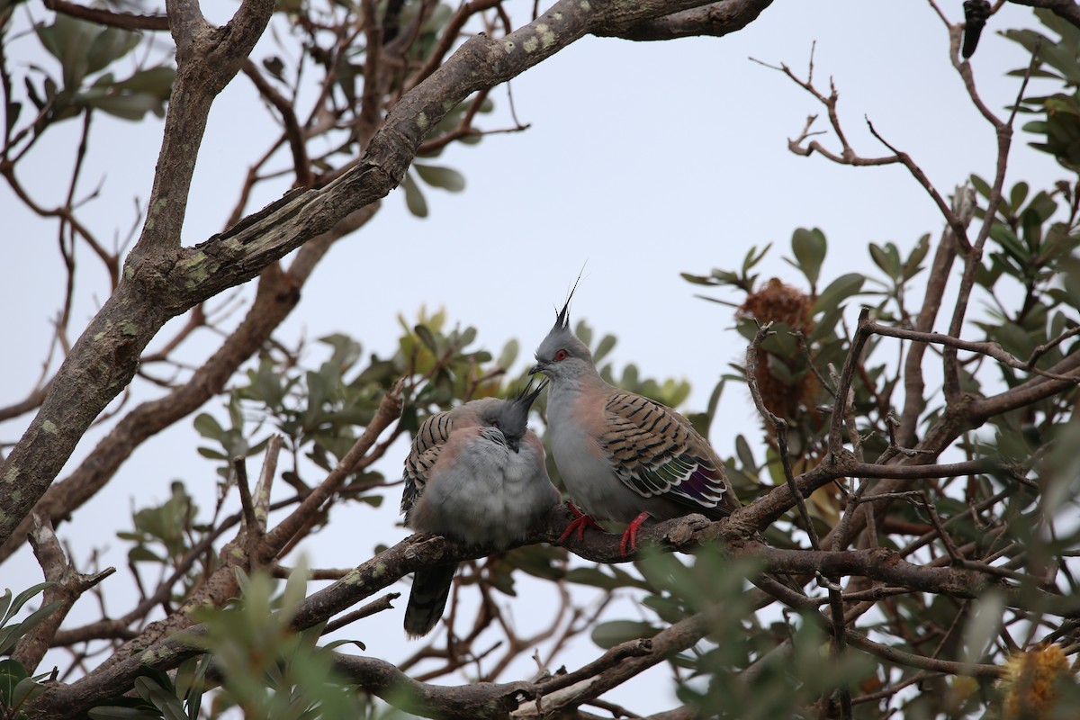 Crested Pigeon - ML590560911