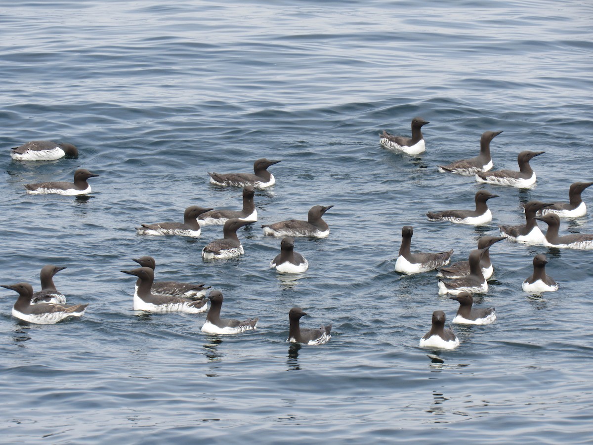 eBird Checklist - 1 Jul 2023 - Southeast Farallon Island (Farallon ...