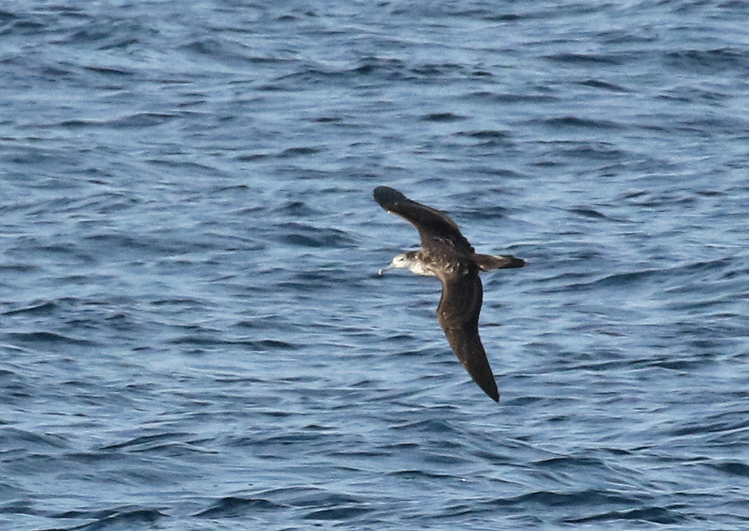 Streaked Shearwater - Dave Bakewell