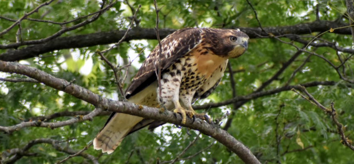 Red-tailed Hawk - ML590568831