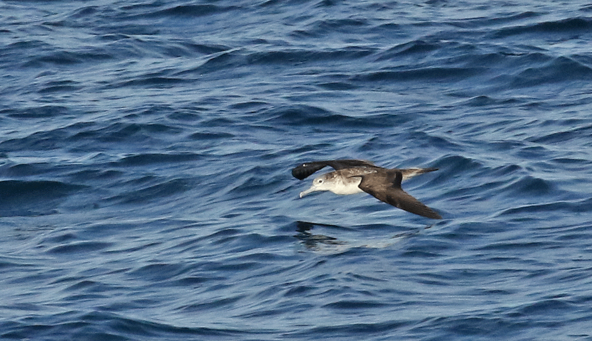 Streaked Shearwater - Dave Bakewell